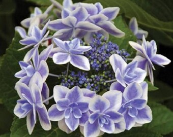 Double Delights™ Star Gazer Hydrangea 3 Gallon