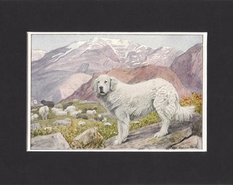 Pyrenean 1919 Dog Print by Louis Agassiz Fuertes Small Vintage Pyrenean Sheepdog Print Mounted with Mat Pyrenean Sheep Dog