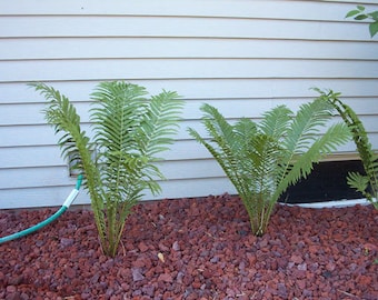 5 OSTRICH GLADE FERN rhizome-roots-bulbs