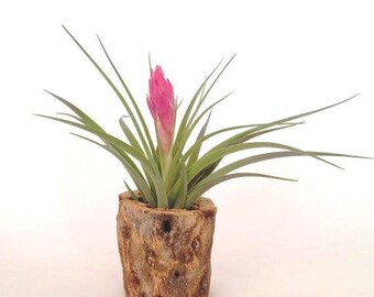 Impianto di aria nella piccola Fioriera in legno, Tillandsia, scrivania accessori, Oggettistica per la casa, ufficio Decor