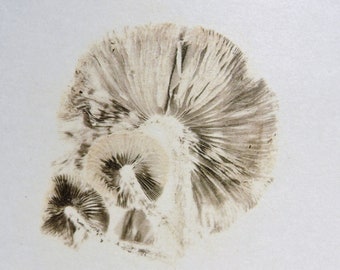 Psathyrella candolleana spore print.