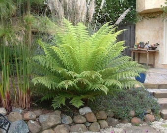 Tasmanian Tree Fern aka Dicksonia antarctica Live Plant Fit 5 Gallon Pot - Mor