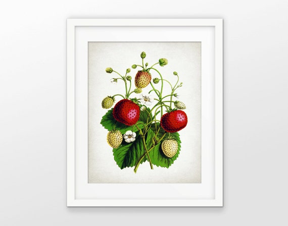 Strawberry Art Print