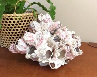 Barnacle Coral Cluster • Beach Decor Barnacle Coral • Coastal Home Decor • Natural Coral