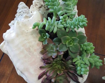 Real Conch Shell filled with live succulent plants Beautiful Beachy and Fun