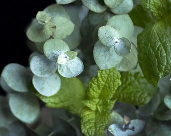 Peppermint Eucalyptus Candle