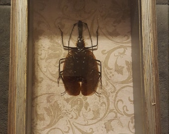Violin Beetle in frame