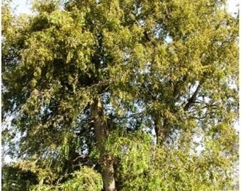 Southern Hackberry Tree Seeds, Celtis laevigata - 25 Seeds