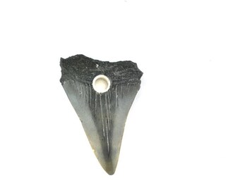 Carcharodon Megalodon tooth pendant