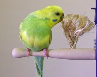 Parakeet Size Therapeutic Preening Perch - small bird toy - Natural