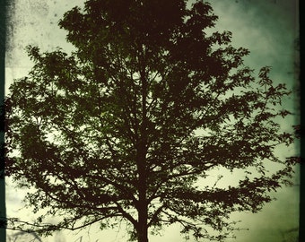 Tree Photograph - Metallic photographic print "Strength"