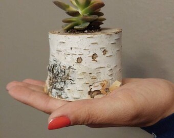 Live-edge birch mini planter // live plant included // live air plant // live cactus // live succulent // gifts for her // gifts for him /