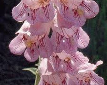 Pentemon PALMERI (PALMER PENSTEMON) 200 seeds