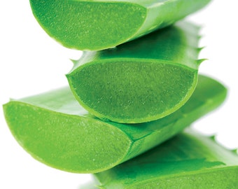 Edible Aloe Vera Barbadensis Miller - Medicinal Natural Healing - Many Uses and Easy to Grow