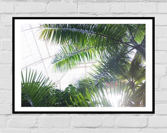Botanic Gardens Greenhouse Ferns photography digital art print