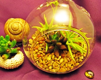 Hanging Succulent Terrarium in Your Choice of Color