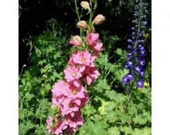 Delphinium/ Larkspur- Rose Queen- 50 Seeds
