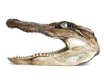 Preserved Alligator Head 5-7"