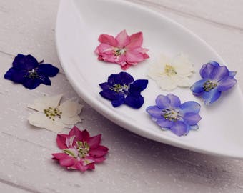 10 pieces 2-3cm Gaura lindheimeri real dried flowers Pressed flowers colours natural flower jewelry making filler Vacuum drying package