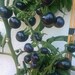 Tomato -Indigo Rose- 10 Seeds/Samen Purple/Blue-Tomato