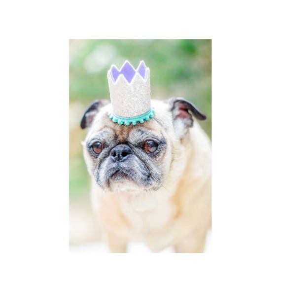 Pet Costume Birthday Hat || Animal Birthday Hat || Dog Party Hat || Dog Crown || Dog Birthday Crown || Pet Party Hat