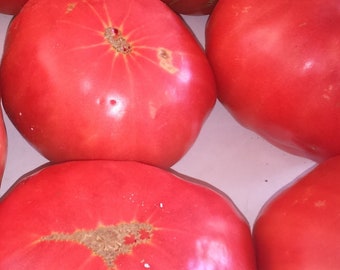 Greek Cretan Traditional Tomato Variety Vegetable 15+ Seeds - Lycopersicum esculentum