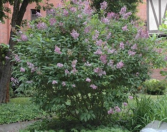 1000 Hungarian Lilac Tree Seeds, Syringa Josikaea