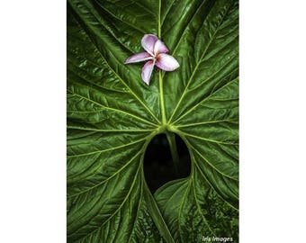 Singapore Pink Orchid on Green Leaf GREETING CARD