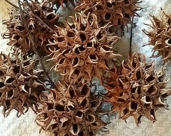 Sweet Gum Pods / Rustic / Natural / Home Decor / Wreath Making / Craft Supplies / Art Supplies
