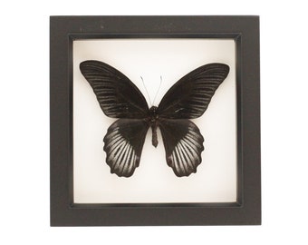 Papilio rumanzovia Framed Insect Taxidermy Display