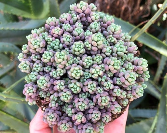 Sedum dasyphyllum minor