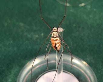 D Taxidermy/Preserved Long Horned Beetle-Ceram Bycidae-glass dome disply-various