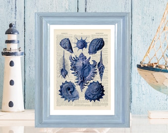 Blue Sea Shells - Upcycled vintage image printed on a late 1800s Dictionary page Buy 3 get 1 FREE