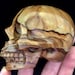Petrified wood realistic skull 3 inches item1253