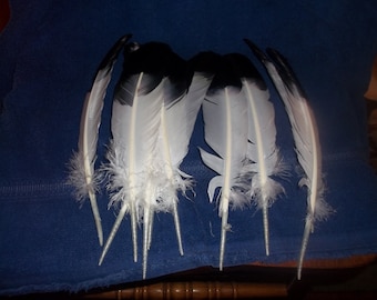10 Dyed turkey feathers ( look like eagle feathers ) real animal bird parts