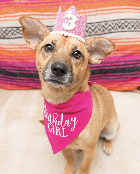 Dog Birthday Hat || Animal Party Hat || Cat Kitty Puppy Pig Birthday Crown Hat || Dog Clothes || Add Any Number