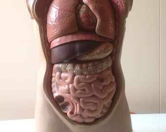 Human body, male bust, educational model, anatomy class, vintage 1950s/60s, resin, complete with all organs, Italy