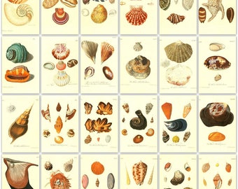 200 Shell colour plates from 3 Antique Books High Resolution Instant digital download