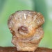 Brazilian Chalcedony Druzy Rosette Golden Yellow and Brown