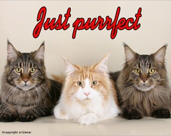 Maine Coon Cats Fridge Magnet 7cm by 4.5cm,