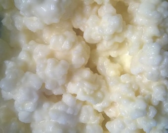 Healthy Live Raw Milk Kefir Grains SCOBY Culture Starter - 10g