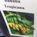 1 Live Well Rooted Dwarf Tropicana Banana Plant -15 To 17 Inches -m69