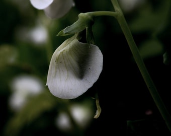 Botanical pea blossom background
