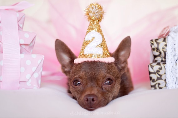 Dog Birthday Party Outfit || Animal Birthday Hat || Pet Birthday Hat || Dog Clothes || Dog Birthday Hat || Dog Costume