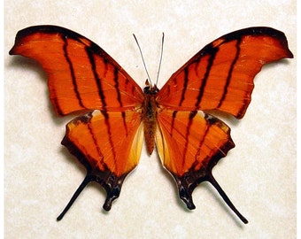 Real Ruddy Dagger Butterfly Conservation Quality Display 710