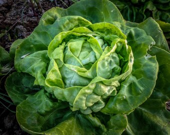 Buttercrunch Lettuce Seeds (~500): Certified Organic, Non-GMO, Heirloom Seed Packet