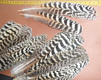 rare paonne feathers, 2, original!