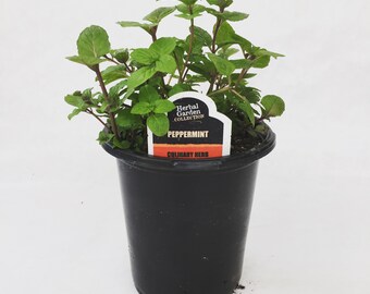 Peppermint Herb 4"