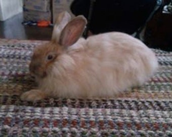 Broken Angora Rabbit Fiber (0.5 ounces)