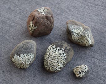 Assorted Lichen Rocks (For Terrariums, Fairy Gardens)